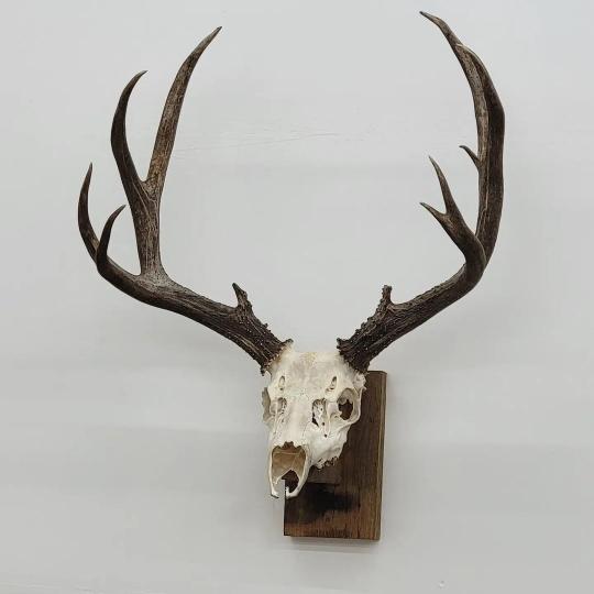 Mule Deer Skull / Euro